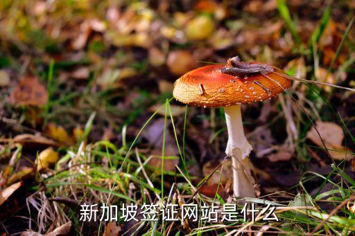  新加坡签证网站是什么