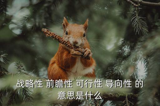 战略性 前瞻性 可行性 导向性 的意思是什么