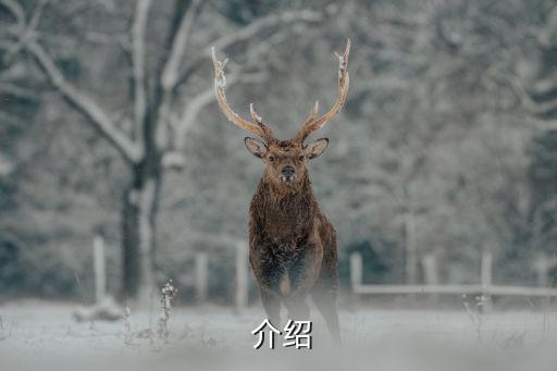  介绍