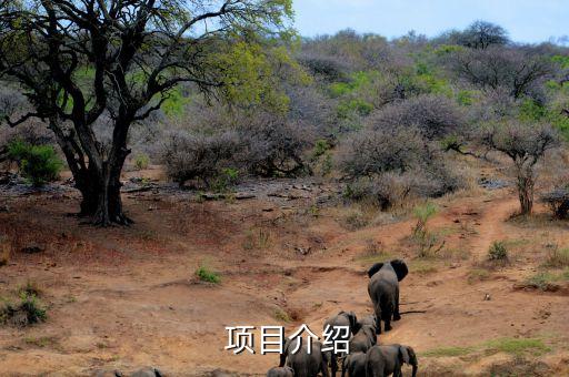  项目介绍