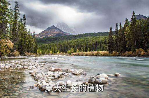 夏天生长的植物