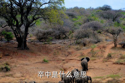 卒中是什么意思